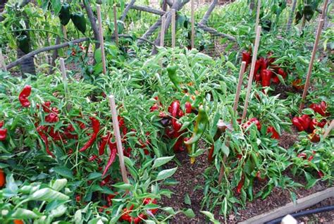 Growing Peppers, How to Grow Peppers, Growing Bell Peppers