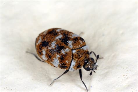 8 Photos Carpet Beetle Traps Lowes And Description - Alqu Blog