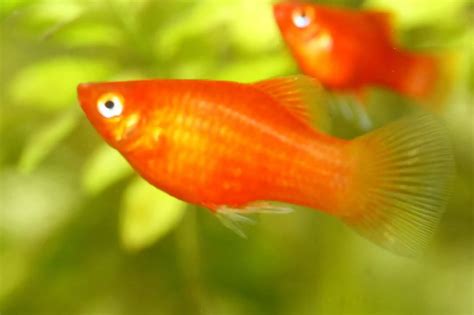 Platy Fish: Care, Lifespan, Food & Tank Mates of Platies | Fishkeeping World