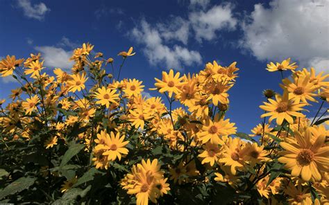 Yellow daisies wallpaper - Flower wallpapers - #33586