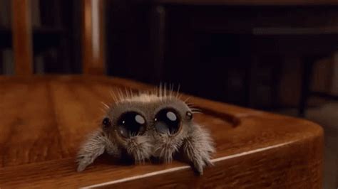 Spider Lucas The Spider GIF - Spider LucasTheSpider - Discover & Share GIFs