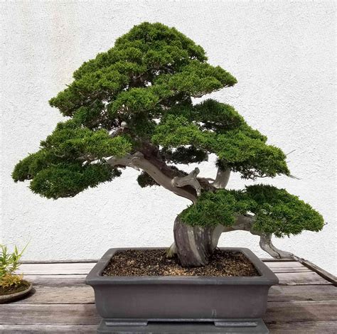 How to Grow and Care for Pine Bonsai