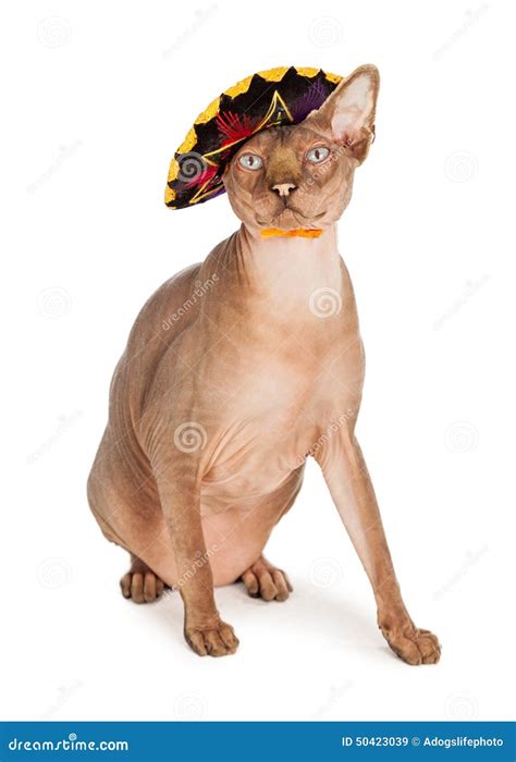 Funny Hairless Cat In Sombrero Stock Photo - Image: 50423039