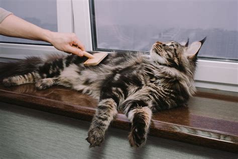 Maine Coon Grooming Tips - MaineCoon.org