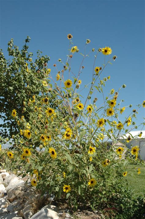 Annual Sunflower - Great Basin Seeds - Helianthus annuus, sunflower