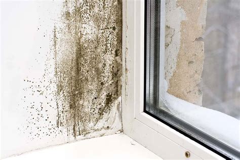 Mould prevention tips for your home - Juvenaire