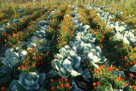 18 Cabbage Family Companion Plants & 4 To Never Grow Together