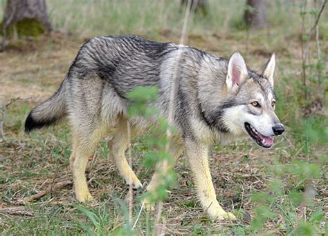 Saarloos wolfdog - Temperament, Lifespan, Shedding, Puppy