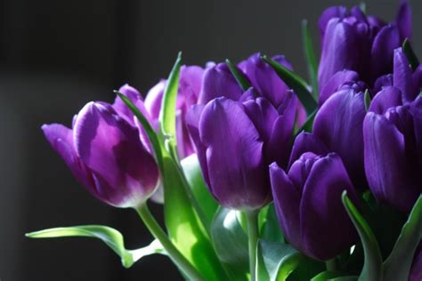 flowers for flower lovers.: Purple tulip flowers pictures.