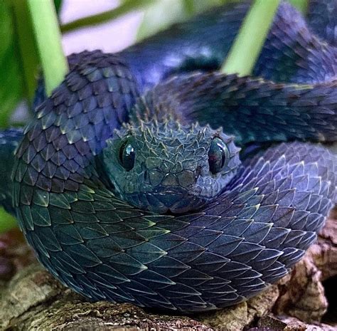 🔥 Black Bush Viper. : r/NatureIsFuckingLit