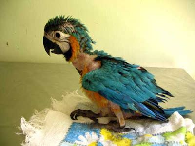 Now is Wow Too: Brief baby macaw update