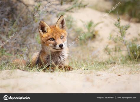 Wild red fox cub Stock Photo by ©pimleijen 130920956