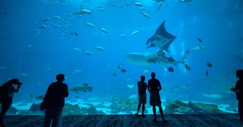 Palma Aquarium: What you need to know