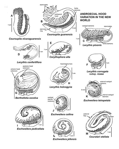 Variation of the androecium of staminal ring zygomorphic-flowered... | Download Scientific Diagram