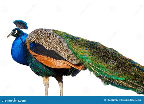 Peacock Isolated On White Background Stock Image - Image of displaying ...