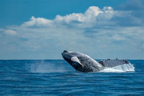 Premium Photo | Humpback whale breaching