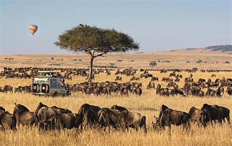 Masai Mara Migration 2024 - Harri Klarika