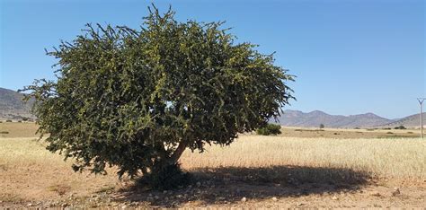 argan oil tree in morocco | Hold the Hairline