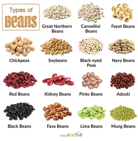 List of the Different Types of Beans with Pictures