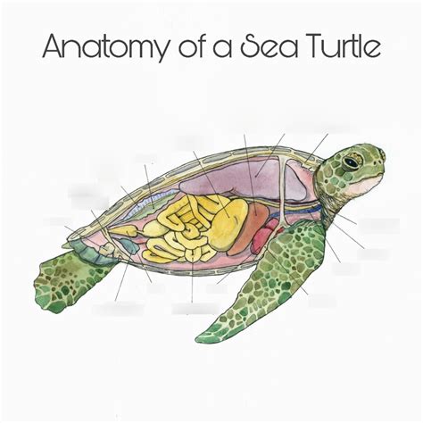 anatomy of a sea turtle part 2 Diagram | Quizlet