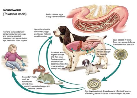 Can People Get Worms from Dogs; Tapeworms, Roundworms, Hookworms and ...