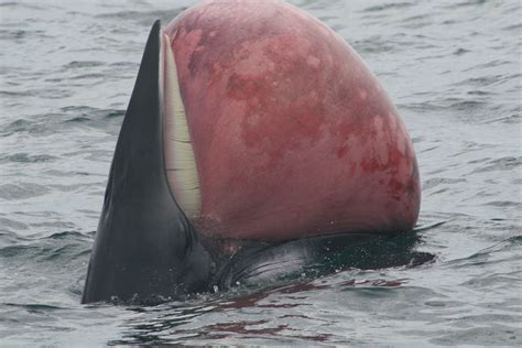 Whale, Baleen whales, Beautiful creatures