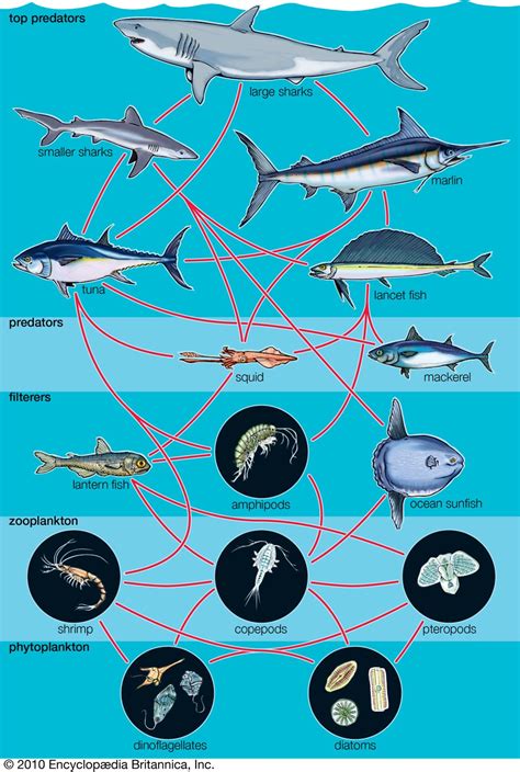 food web: generalized aquatic food web | Marine biology, Ocean food web, Biomes