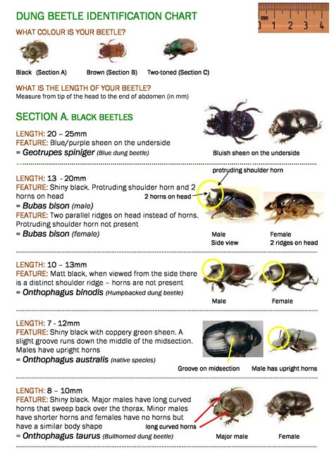 Dung Beetle Identification Chart - Black Beetles