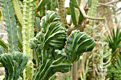 Cactus seedlings - silopespots