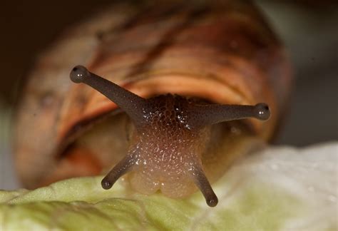 Snail eyes | A close-up of the eyes of a brown-lipped snail … | Flickr