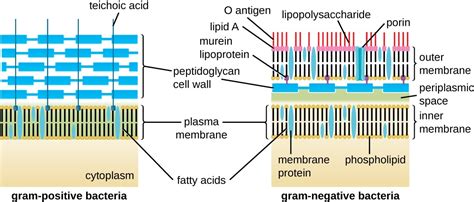 2.3 Unique Characteristics of Prokaryotic Cells – Allied Health Microbiology