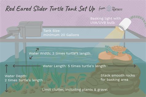 How to Set Up a Tank for a Red-Eared Slider Turtle