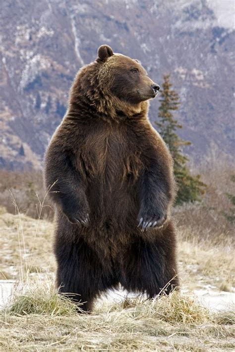 Animals That Live in Romania - The Adventures of Kiara Yew | Grizzly bear, Brown bear, Bear