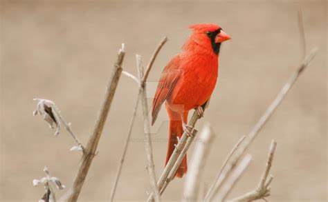 Cardinalidae by FrostyMorningBliss on DeviantArt