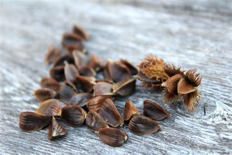 Foraging Beech Nuts — Practical Self Reliance