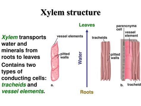 [DIAGRAM] Tracheids Pits Vessel Elements Xylem Cells Diagram - MYDIAGRAM.ONLINE