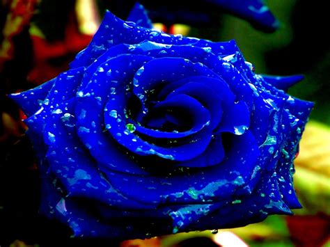 Blue Rose Wallpapers - Wallpaper Cave