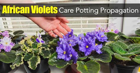 African Violets – Care Potting Propagation