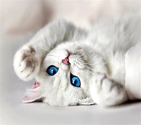 91 Wallpaper Hd White Cat For FREE - MyWeb