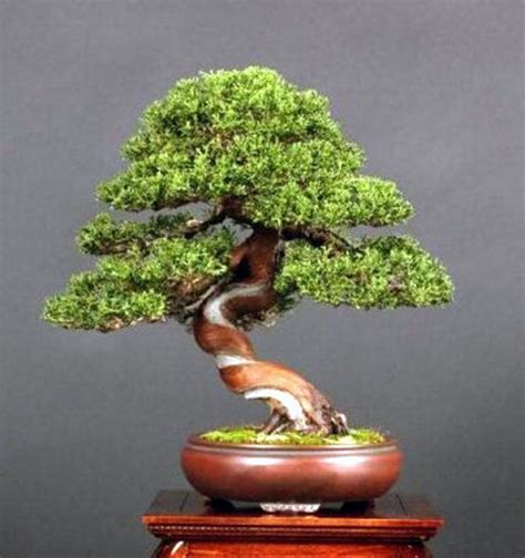 Tree + Pot = Bonsai | Bonsai Bark