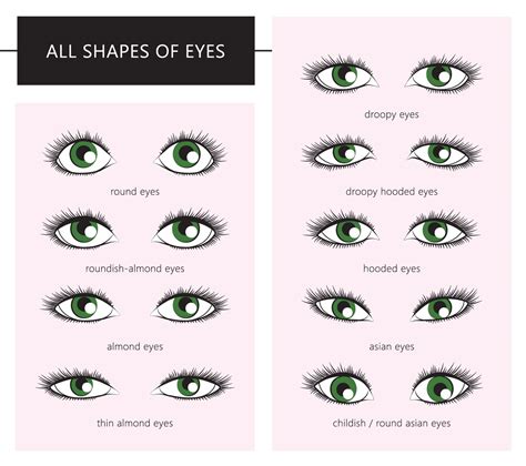 7 Main Eye Shapes Revealed