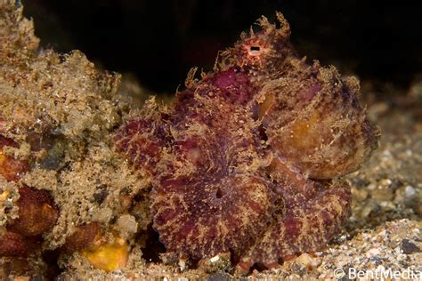 Octopus camouflage – how does it work? | NAD-Lembeh Resort