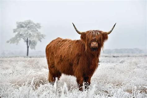 Exploring the Symbolism of Cows: Treading Lightly on Your Path - Spirit Animal Totems