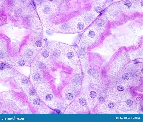 Kidney. Proximal Convoluted Tubule. Periodic Acidâ€“Schiff PAS Method Stock Illustration ...