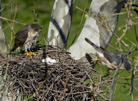 Cooper's Hawk Nesting Habits - Daily Birder