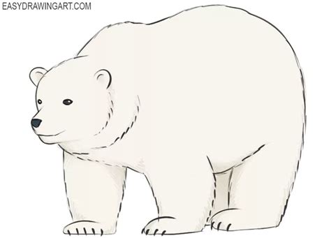 How to Draw a Polar Bear - Easy Drawing Art