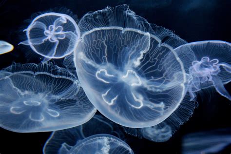 🔥 [50+] Moon Jellyfish Wallpapers | WallpaperSafari