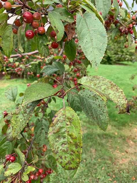 Landscape: Apple Scab | Center for Agriculture, Food, and the Environment at UMass Amherst