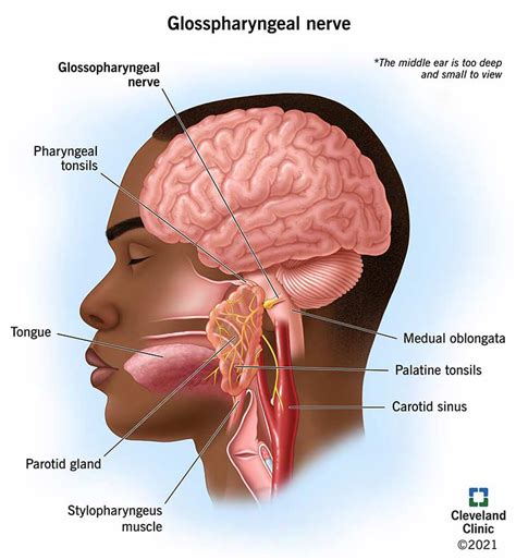 Glossopharyngeal Nerve: Cranial Nerve 9: Anatomy & Function