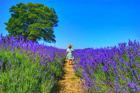 Best Lavender Fields In London (and Nearby) - Wandermust Family